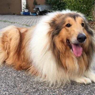 tierheim passau hunde tierheim passau hunde
