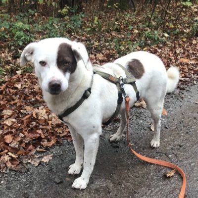 tierheim passau hunde tierheim passau hunde