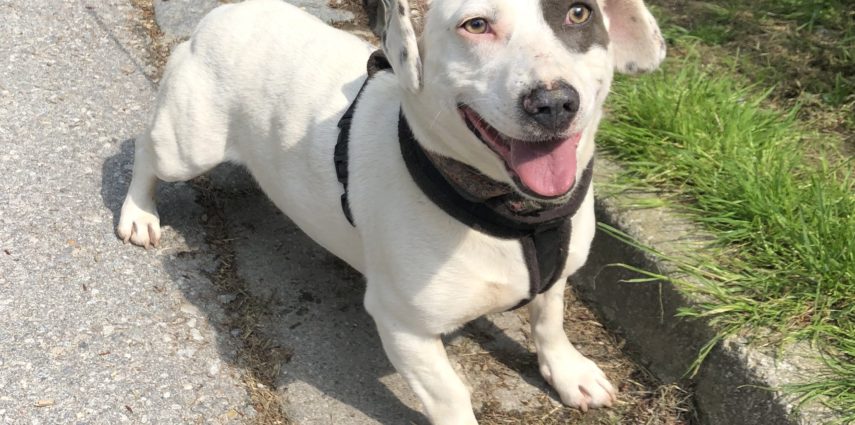 Tierheim Passau Hunde Tierheim Passau Hunde