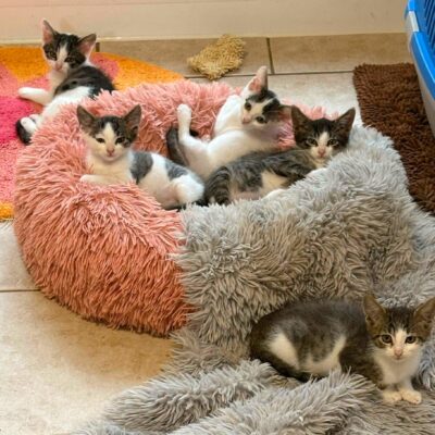 Kitten